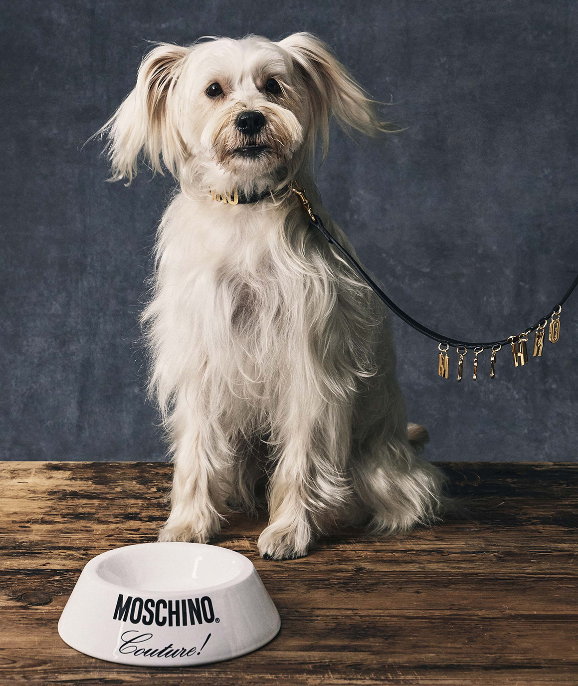 Moschino launches its first Pet Collection Excellence Magazine